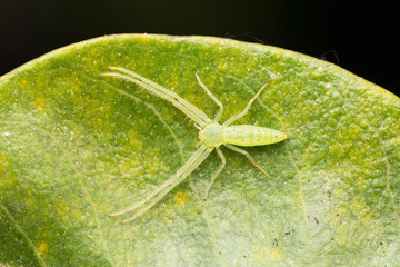 Tropical green leaf crab spider, Oxytate striatipes, Satara, Maharashtra