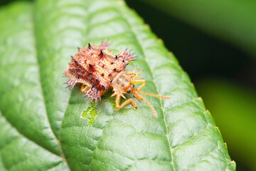 Spiny tortoise beetle, Hispa sp, Satara, Maharashtra