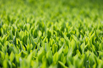 Lilies of the valley. Green grass background. Selective focus