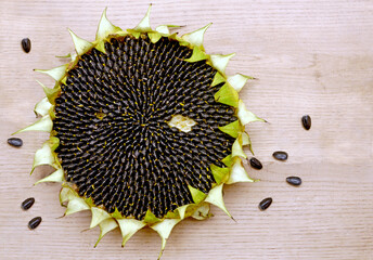 a sunflower flower with a seed, and several seeds next to it on a wooden background. the middle of...