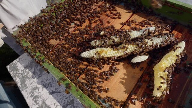 Bees start to create a honeycomb in a hive