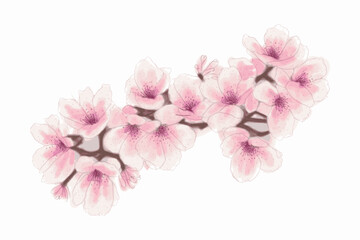 Japanese cherry blossoms, sakura, spring flowers, vector illustration