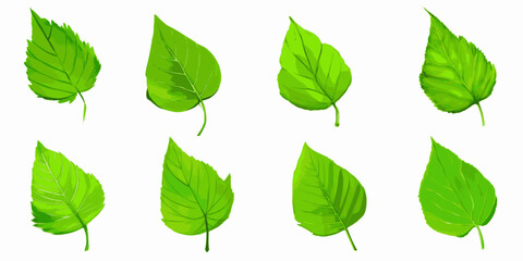 Leaves on a white background, spring background, vector illustration