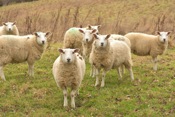 Group of British sheep in the field