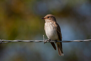 little bird watching around on wire, Spotted Flycatcher, Muscicapa striata