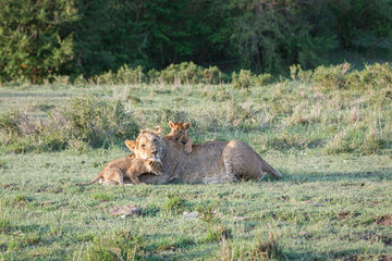 Naklejka na ściany i meble mother lion with cubs