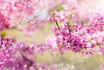  Beautiful cherry flowers in a Japanese garden. Sakura flowers. Bees collect pollen and nectar.