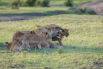 mother lion with cubs