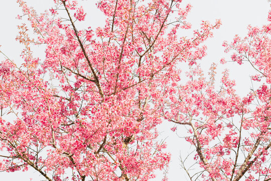 white background pink sakura flwers