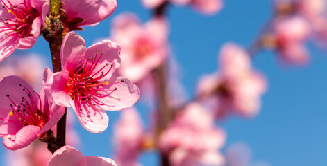 Ambiance printanière - Gros plan sur une fleur de pêcher rose sur fond de ciel bleu