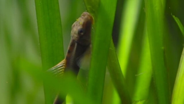 Chinese Algae Eater (Gyrinocheilus aymonieri) in fish tank