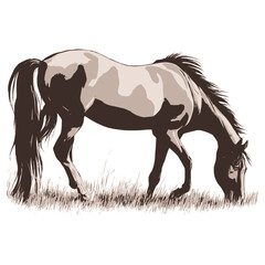 Vector drawing of a grazing horse, pet, rural life