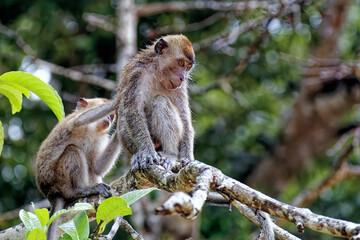 Affen im Baum - Dschungel von Borneo