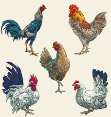 hand draw chicken collection vector illustration