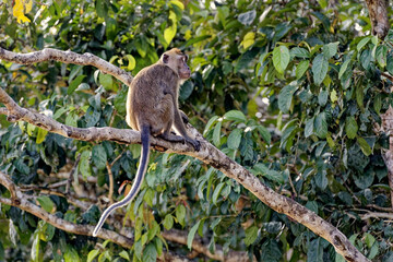 Affen im Baum - Dschungel von Borneo