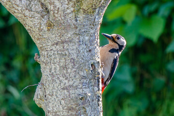 Great Spotted Woodpecker (Dendrocopos major)