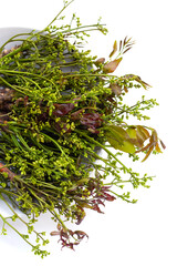 Neem leaves with flowers on white background.
