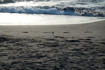 海にいるシロチドリ