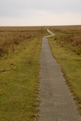 Fototapeta premium Weg durch die Salzwiesen von St. Peter-Ording Sie sind ein natürlicher Übergang von Land und Meer und ein streng geschützter Lebensraum für ca. 50 Vogelarten und fast 2000 Insekten- und Käferarten.