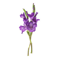 Purple gladiolus flower stems isolated on transparent background