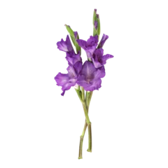 Fototapeten Purple gladiolus flower stems isolated on transparent background © floralpro