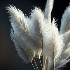 Soft White Feathery Pampas Grass