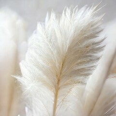 Soft White Feathery Pampas Grass