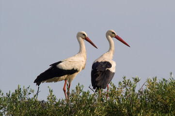 White stork (Ciconia ciconia) in the nest