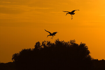 Fototapeta na wymiar White stork (Ciconia ciconia) flying at sunset