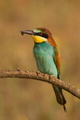 European bee-eater (Merops apiaster) perching