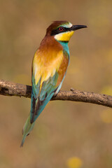 Fototapeta premium European bee-eater (Merops apiaster) perching