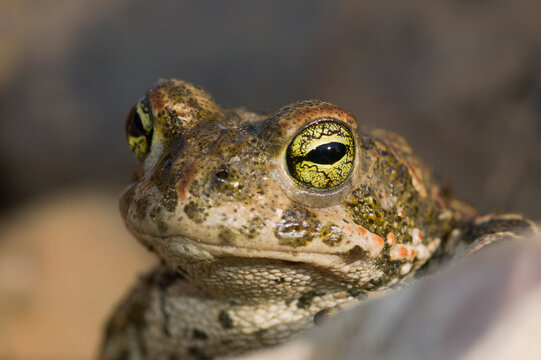 Natterjack toad (Epidalea calamita) portrait