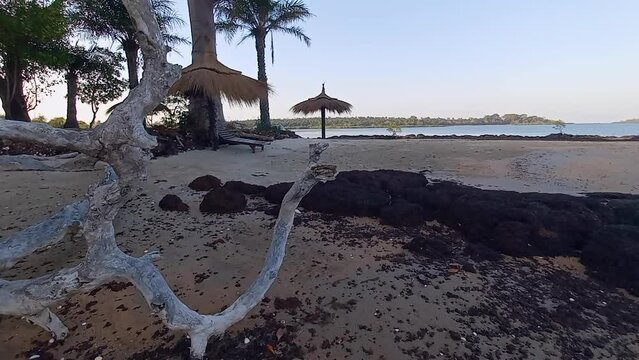 Low tide on the island of Rubane, Bijagos archipelago with a large fallen tree on the beach and straw umbrellas under the palm trees. Secret beauties