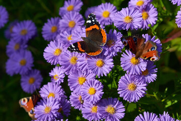 Admiral und Tagpfauenauge am Sommerflieder