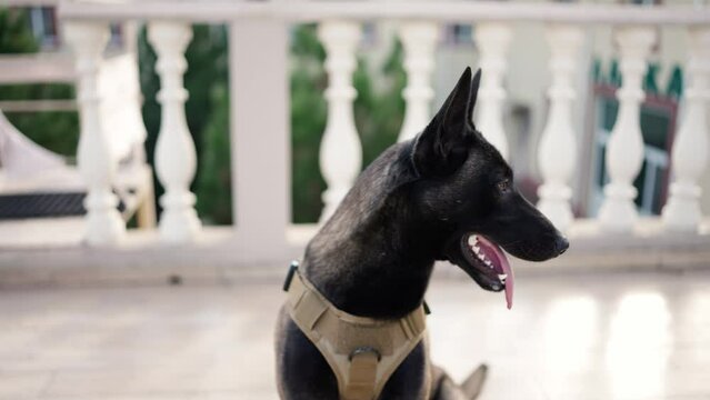 Cute black service dog german shepherd in service collar