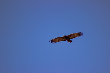 red-tailed hawk, hawk, hawk flying, blue sky with hawk