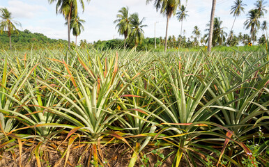 Pineapple plant close up at farm, Agriculture background