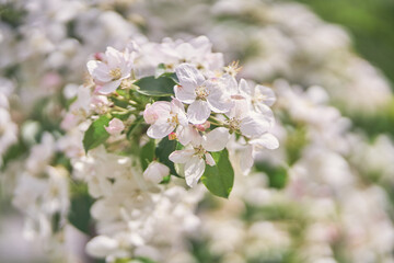 Branches of a blooming apple tree in the spring garden. Close-up of white flowers on a tree. Petals, pistils, stamens, buds and leaves. With a space to copy. High quality photo