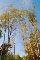Birch trees in autumn colors against blue sky. Group of tall Betula trees growing in forest. Swietokrzyskie Mountains, Poland.