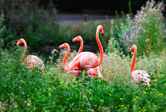 Pink flamingos standing in a pond