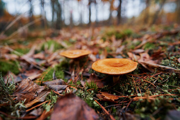 Agaric forest mushroom in fall season.