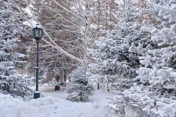 Street lamp in winter park among fir trees covered with snow.