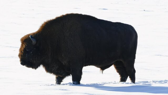 European bison in the wintery forest, cold scene in the nature habitat, Belarus