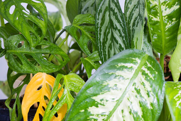 Monstera adansonii , ficus and other tropical plants