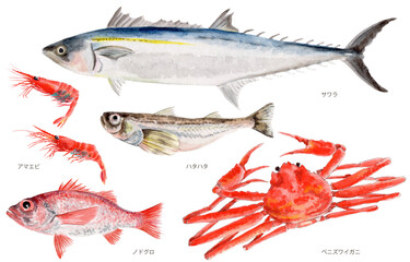 鳥取県四季の県魚（秋）手描き水彩画