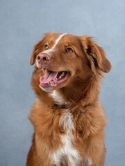 portrait of smiling toller. Happy dog studio shot. Fluffy pet on a blue background 