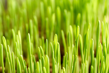 Fototapeta na wymiar Young green barley grass growing