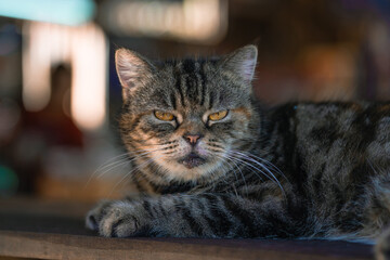 Cute gray cat lay down on the wooden table and looks at people with curiosity and interest, questioning facial face expressions based on the habit of copy space.