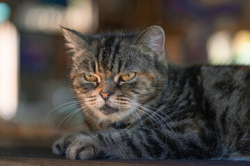 Cute gray cat lay down on the wooden table and looks at people with curiosity and interest, questioning facial face expressions based on the habit of copy space.