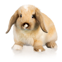 Lop little cute Rabbit. Home pets